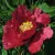 Пион КРАСНЫЙ ЛОТОС древовидный — описание сорта Пион КРАСНЫЙ ЛОТОС древовидный в Химках