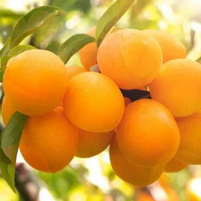 Слива МАРА  Слива МАРА в Химках