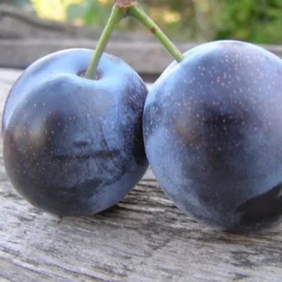 Слива БЛЮФРИ — описание сорта Слива БЛЮФРИ в Химках