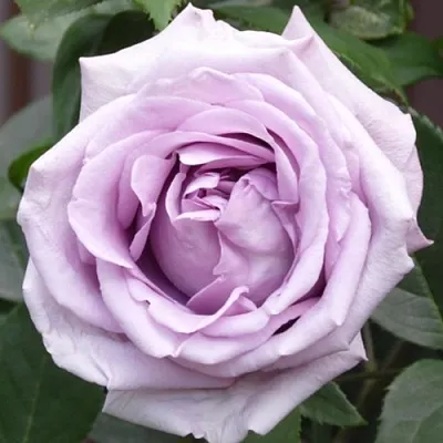 Саженцы роз ИНДИГОЛЕТТА плетистая  Саженцы роз ИНДИГОЛЕТТА плетистая в Химках