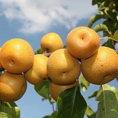 Груша азиатская в Химках