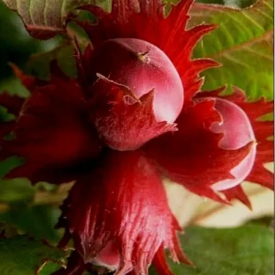 Фундук БАГРЯНЕЦ в Химках