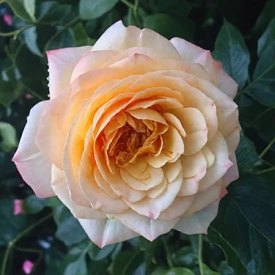 Саженцы роз АБЕЙ ДЕ СЕНТ-АМАН шраб  Саженцы роз АБЕЙ ДЕ СЕНТ-АМАН шраб в Химках