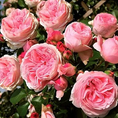 Саженцы роз ДЖАРДИНА плетистая  Саженцы роз ДЖАРДИНА плетистая в Химках