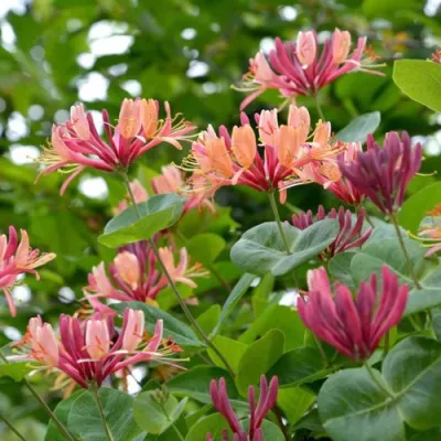 Жимолость ГЕКРОТА в Химках