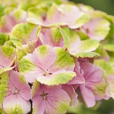 Гортензия МЭДЖИКАЛ КРИСТАЛЛ крупнолистная  Гортензия МЭДЖИКАЛ КРИСТАЛЛ крупнолистная в Химках