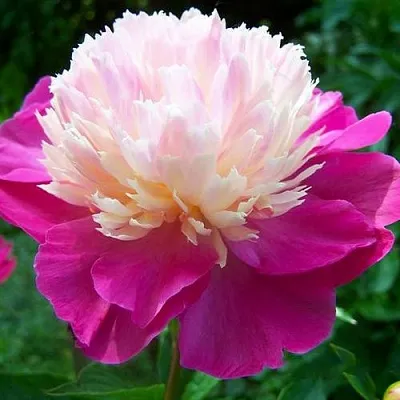 Пион ГЕЙ ПАРИ травянистый  Пион ГЕЙ ПАРИ травянистый в Химках