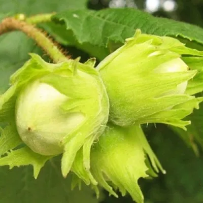 Фундук КАТАЛОНСКИЙ в Химках