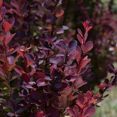Барбарис ХЕЛМОНД ПИЛЛАР тунберга в Химках