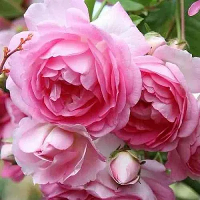 Саженцы роз ЖАСМИНА плетистая  Саженцы роз ЖАСМИНА плетистая в Химках