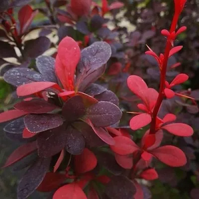 Барбарис РЕД ПИЛЛАР тунберга в Химках