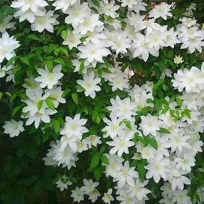 Клематис ТОКИ  Клематис ТОКИ в Химках