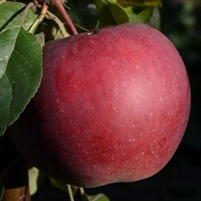 Яблоня БЕЛОРУССКОЕ СЛАДКОЕ в Химках