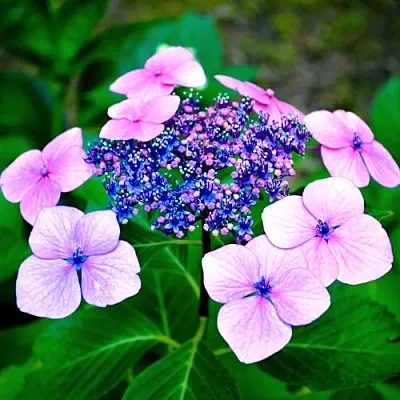 Гортензия БЛЮБЕРД пильчатая  Гортензия БЛЮБЕРД пильчатая в Химках