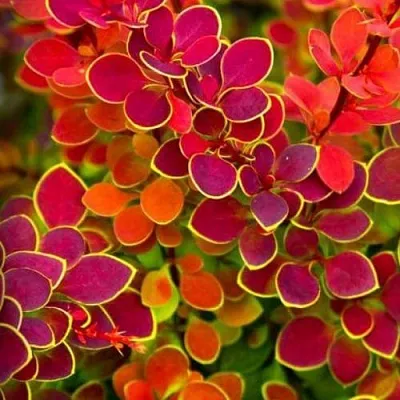 Барбарис ОРАНЖ САНРАЙЗ тунберга в Химках