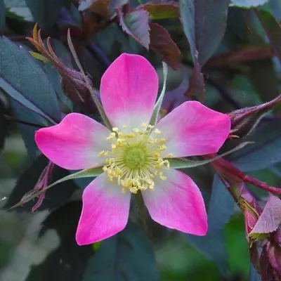 Саженцы роз сизая — описание сорта Саженцы роз сизая в Химках