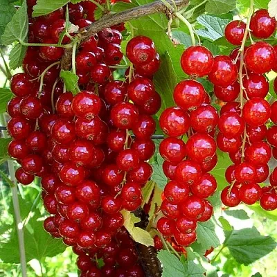 Смородина красная ЙОНКЕР ВАН ТЕТС в Химках