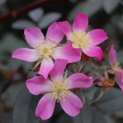 Саженцы роз сизая — описание сорта Саженцы роз сизая в Химках