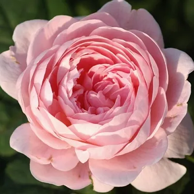 Саженцы роз КУИН ОФ СУИДЕН английская  Саженцы роз КУИН ОФ СУИДЕН английская в Химках