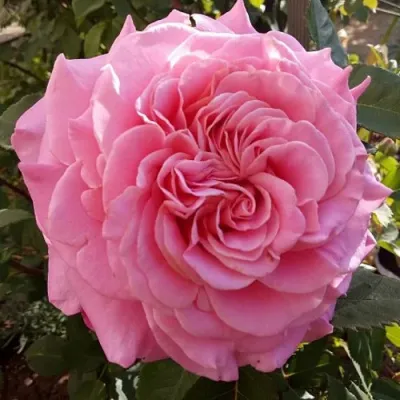 Саженцы роз ЭШЛИ чайно-гибридная — описание сорта Саженцы роз ЭШЛИ чайно-гибридная в Химках