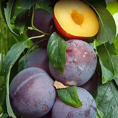 НЕКТАПРИУМ  НЕКТАПРИУМ в Химках