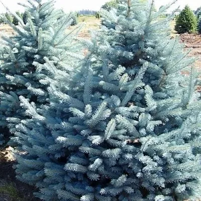 Ель ГЛАУКА колючая  Ель ГЛАУКА колючая в Химках