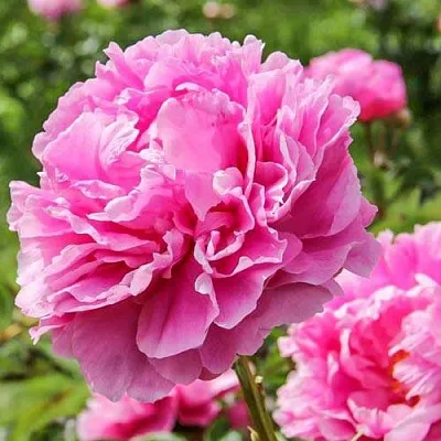 Пион АЛЕКСАНДР ФЛЕМИНГ травянистый  Пион АЛЕКСАНДР ФЛЕМИНГ травянистый в Химках