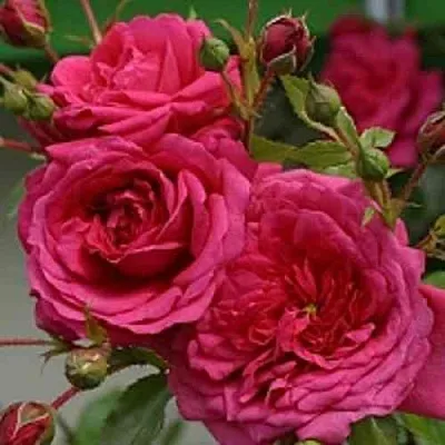 Саженцы роз ЛАГУНА плетистая  Саженцы роз ЛАГУНА плетистая в Химках