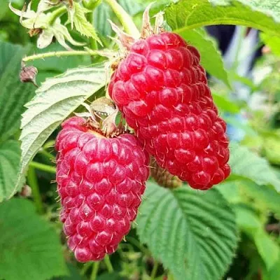 Малина ПШЕХИБА в Химках