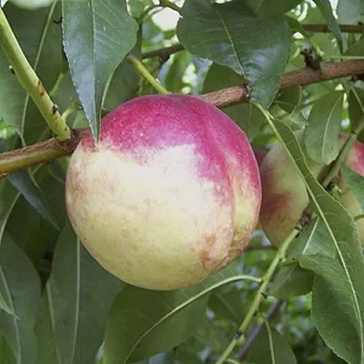 ПИЧЕРИН  ПИЧЕРИН в Химках