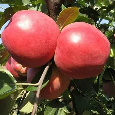 Яблоня ЗАСЛАВСКОЕ в Химках