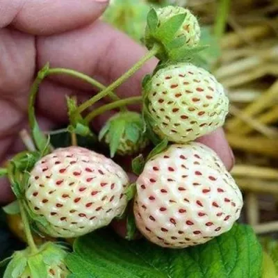 Клубника АНАНАСА ремонтантная в Химках