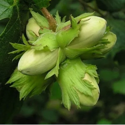 Фундук ТАМБОВСКИЙ ПОЗДНИЙ в Химках