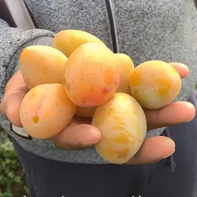 Слива ЯХОНТОВАЯ  Слива ЯХОНТОВАЯ в Химках