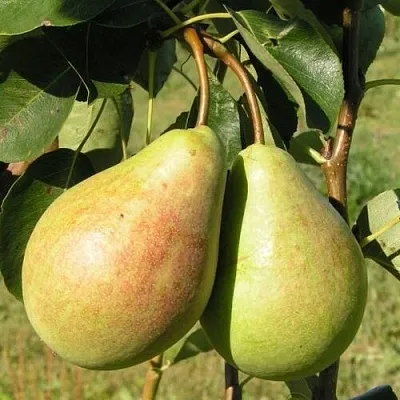 Груша ДУХМЯНАЯ в Химках