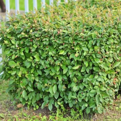 Кизильник блестящий — описание сорта Кизильник блестящий в Химках