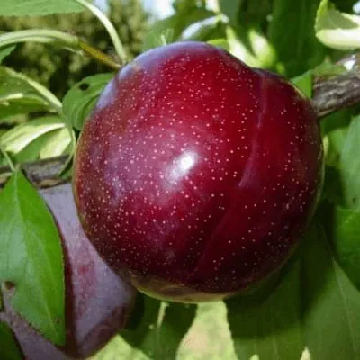 ШАРАФУГА  ШАРАФУГА в Химках