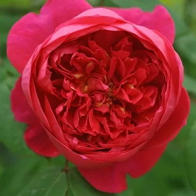 Саженцы роз БЕНДЖАМИН БРИТТЕН шраб  Саженцы роз БЕНДЖАМИН БРИТТЕН шраб в Химках