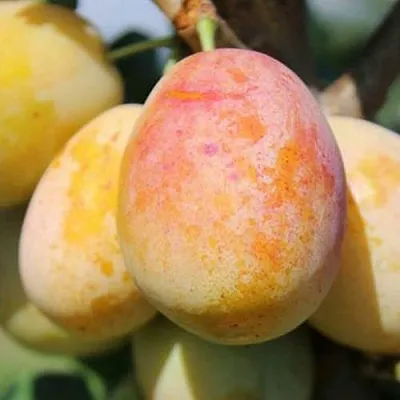 АПРИМИРА  АПРИМИРА в Химках