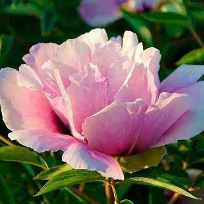 Пион ВРАТА ХРАМА древовидный   Пион ВРАТА ХРАМА древовидный  в Химках