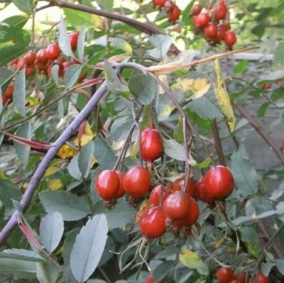 Саженцы роз сизая — описание сорта Саженцы роз сизая в Химках