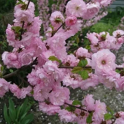 Миндаль ТРЁХЛОПАСТНЫЙ (луизеания) в Химках