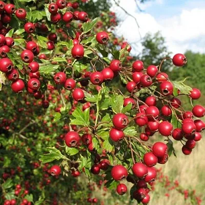 Боярышник ЗБИГНЕВ в Химках