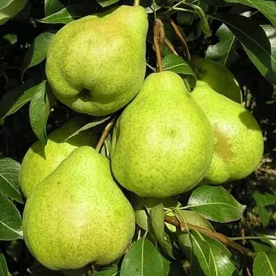 Груша АВГУСТОВСКАЯ РОСА в Химках