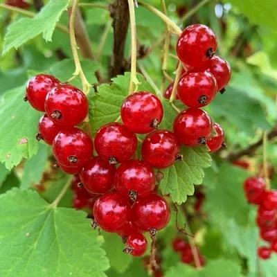 Смородина красная МААРСЕС ПРОМИНЕНТ в Химках