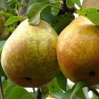 Груша БЕЛОРУСКА в Химках