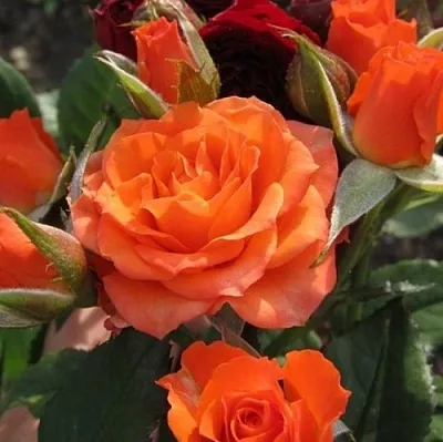 Саженцы роз АЛЕГРИЯ спрей  Саженцы роз АЛЕГРИЯ спрей в Химках