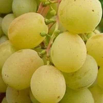 Виноград ТАЛИСМАН в Химках