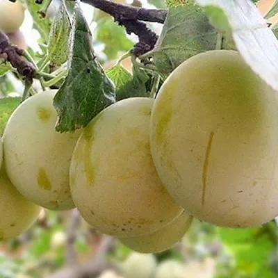 Слива УТРО  Слива УТРО в Химках