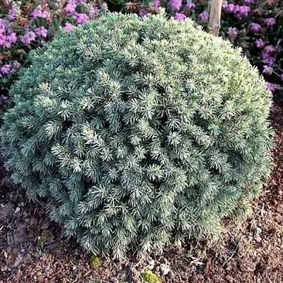 Ель ЭХИНИФОРМИС сизая  Ель ЭХИНИФОРМИС сизая в Химках